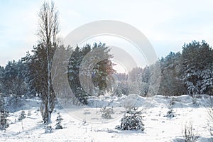 Pine trees covered with snow on frosty evening. Beautiful winter forest landscape at snowfall