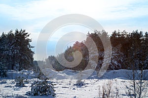 Pine trees covered with snow on frosty evening. Beautiful winter forest landscape at snowfall