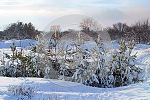 Pine trees covered with snow on frosty evening. Beautiful winter forest landscape at snowfall