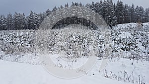 Pine trees covered with snow on frosty evening. Beautiful winter panorama