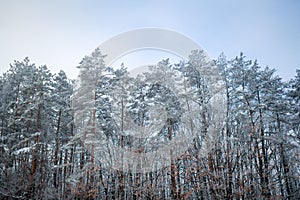 Pine trees covered with snow on frosty evening. Beautiful winter panorama. Winter are coming. Branches of pine and trees