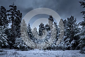 Pine trees covered with snow on frosty morning. Beautiful winter day in the forest. Falling snow.