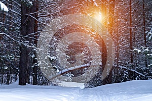 Pine trees covered with snow on frosty morning. Beautiful winter sunny day in the forest.