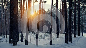 Pine trees covered with snow on frosty morning. Beautiful winter sunny day in the forest.