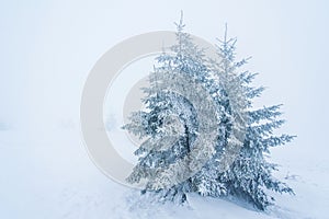 pine trees covered with snow. landscape in winter mountains. Christmas background