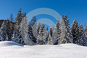 Pine trees covered in snow over a blue sky, Cortina D`Ampezzo, I photo