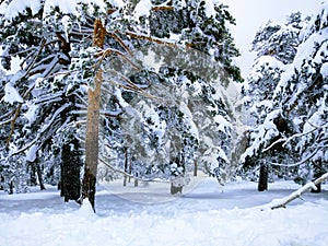 pine trees covered in snow photo