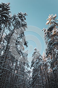 Pine trees covered with snow in the winter forest.