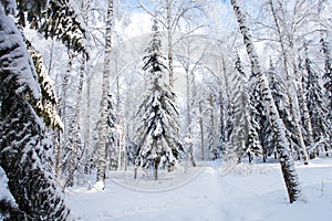 Pine Trees Covered in Snow in the Winter in sunny frozen day, Russia, Siberia nature, seasonal card, fairy tale forest, wonderland