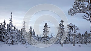Pine trees at cross country track of Are Valadalen fjallstation  in Jamtland in Sweden