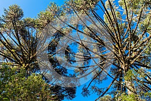 Pine Trees Dark Lake Park Gramado Brazil