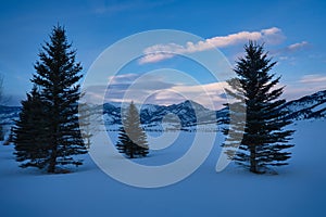 Pine trees at dawn in Bozeman photo