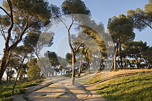 Pine Trees in Dehesa de la Villa Park, Madrid