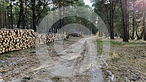 Pine trees of different thickness cut with visible annual rings