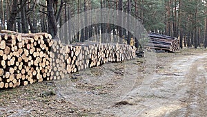 Pine trees of different thickness cut with visible annual rings