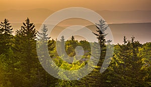 Pine trees and distant mountains at sunrise, seen from Bear Rock photo