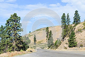 Pine trees dot the side of State Route 10 near Cle Elum Washington photo