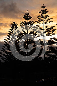 Pine trees down at Maroubra beach at sunset