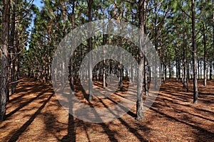 Pine trees with dramatic shadows