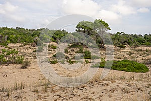 Pine trees in the dunes of the island Zakynthos. Laganas, Greece, Zante