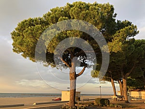 Pine trees in early morning light, Grado - Italy