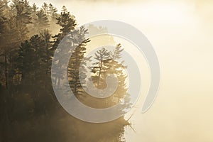 Pine trees in early morning sunlight and fog on a boundary waters lake in northern Minnesota