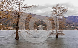 pine trees emerge from the lake water flooded due to rain