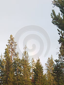 Pine trees at the end of the rainbow