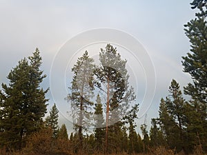 Pine trees at the end of the rainbow