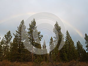 Pine trees at the end of the rainbow