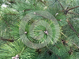 Pines in the middle of spring