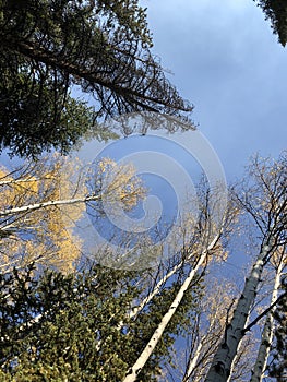 Pine trees and fall aspens
