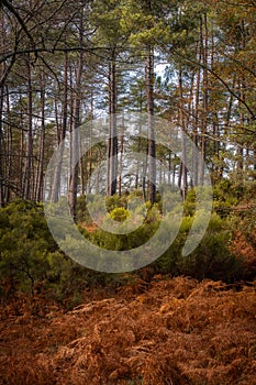 Pine trees on a fall landscape with red and orande colors in Mondim de Basto, Portugal