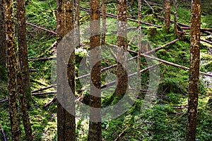 Pine trees and fallen branches in a deep forest