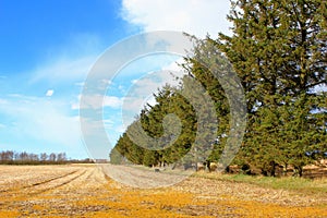 Pine trees beside field