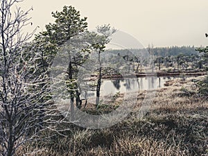 Pine Trees in Field of Kemeri moor in Latvia with a Pond inbetween of them - vintage look edit