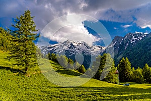 Pine trees in fields in Alp mountains, Martigny-Combe, Martigny, Wallis, Valais, Switzerland