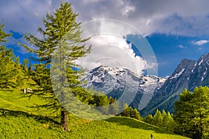 Pine trees in fields in Alp mountains, Martigny-Combe, Martigny, Wallis, Valais, Switzerland