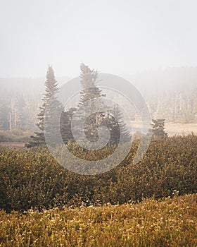 Pine trees in fog, in Cutler, Maine