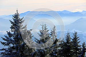 Pine trees on foggy valley