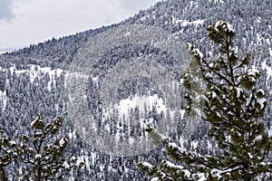 Pine trees in foreground add depth to forested, snowy mountainside