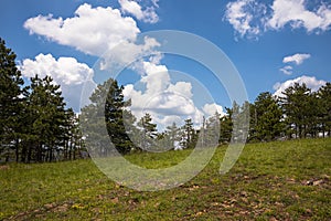 Pine trees in the fores with blue cloudy sky photo