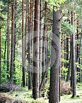 Pine trees in a forest