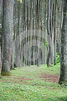 Pine Trees Forest