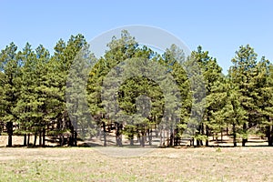 Pine trees in the forest