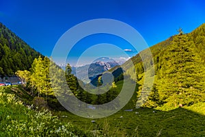 Pine trees and forest in Alp mountains, Martigny-Combe, Martigny, Wallis, Valais, Switzerland