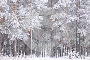 Pine trees in the forest are covered with frost and snow