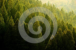 Pine Trees Forest Evening Light