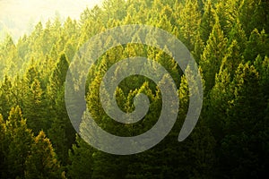 Pine Trees Forest Evening Light