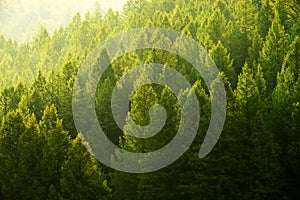 Pine Trees Forest Evening Light